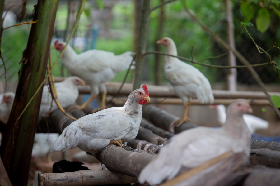 องค์กรพิทักษ์สัตว์แห่งโลก ปฏิวัติการเลี้ยงไก่ไทยอย่างยั่งยืน สร้าง จ.สุรินทร์ ให้เป็นพื้นที่นำร่องเลี้ยงไก่โคราชแบบสวัสดิภาพสูง