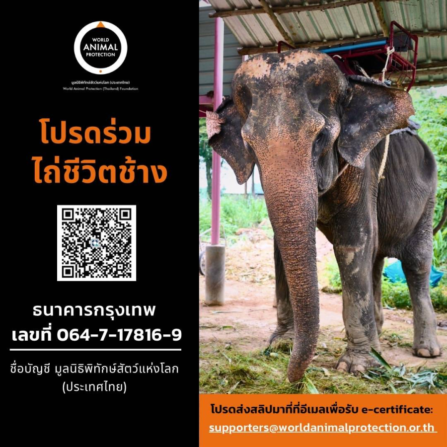 องค์กรพิทักษ์สัตว์แห่งโลก ชวนส่งต่อความรัก ร่วมบริจาค “กองทุนช่วยเหลือเพื่อไถ่ชีวิตช้างไทย” สู่สุขสุดท้าย